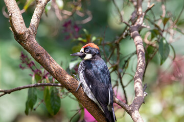 A Acorn Woodpecker in Costa Rica