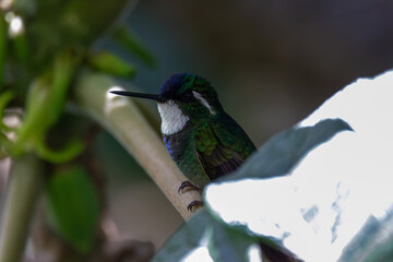 A White-throated Mountain-gem in Cosat Rica