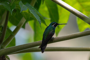 A White-throated Mountain-gem in Costa Rica