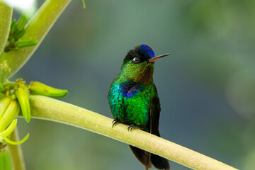 A Fiery-throated Hummingbird in Costa Rica