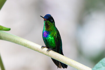 A Fiery-throated Hummingbird in Costa Rica