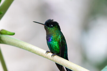 A Fiery-throated Hummingbird in Costa Rica