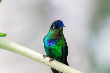 A Fiery-throated Hummingbird in Costa Rica