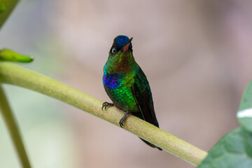 A Fiery-throated Hummingbird in Costa Rica