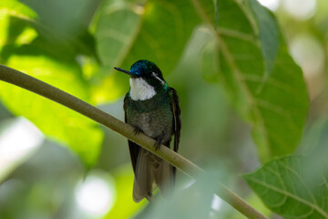 A White-throated Mountain-gem in Costa  Rica