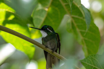 A White-throated Mountain-gem in Costa  Rica