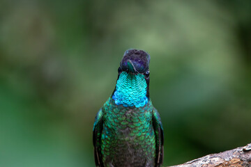 A Talamanca Hummingbird in Costa Rica