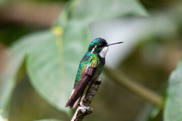 A White-throated Mountain-gem in Costa Rica