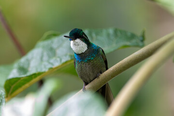 A White-throated Mountain-gem in Costa Rica