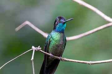 Fototapeta premium A Talamanca Hummingbird in Costa Rica