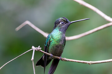 A Talamanca Hummingbird in Costa Rica
