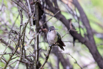 A Talamanca Hummingbird in Costa Rica