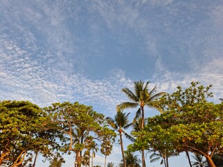 palm trees against blue sky