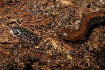 Close-up of a redback salamander and a common shiny woodlouse living peacefully together under a log. 