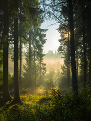 Sunlight filters through the misty forest, creating a magical and enchanting woodland scene