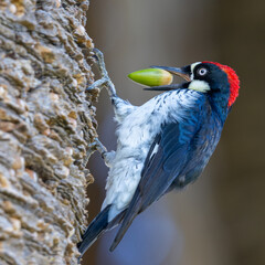 Close view of  an acorn woodpecker  with an acorn in its beak, trying to store it in a palm tree © ranchorunner