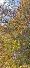 Red berries on a green bush against a blue sky in autumn  