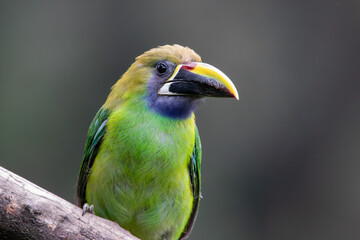 A Northern Emerald-Toucanet in Costa Rica