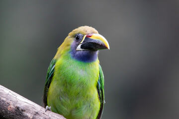 A Northern Emerald-Toucanet in Costa Rica