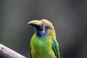 A Northern Emerald-Toucanet in Costa Rica