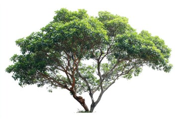 Lush green tree against white background (1)