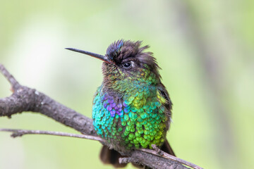 A Fiery-throated Hummingbird in Costa Rica