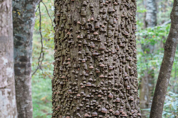 Bracket Fungus Covering the Bark of a Tree in Dakedai Forest (Shirakami Sanchi, Autumn)