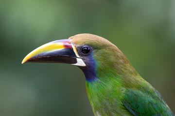 A Northern Emerald-Toucanet in Costa Rica