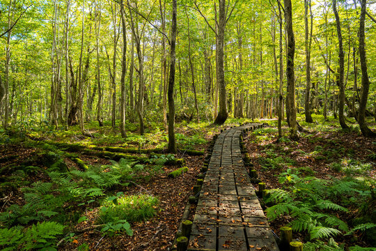 Boardwalk Through the Beech Forest in Dakedai, Shirakami Sanchi (Early Autumn)