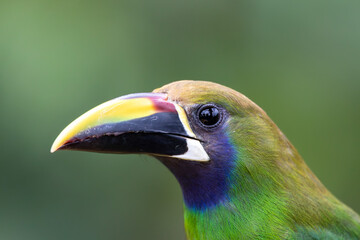 A Northern Emerald-Toucanet in Costa Rica