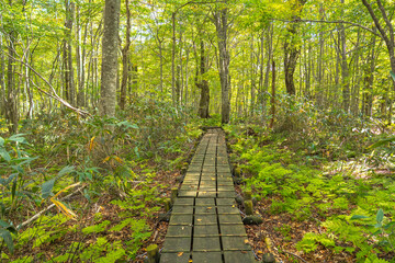 Boardwalk Through the Beech Forest in Dakedai, Shirakami Sanchi (Early Autumn)