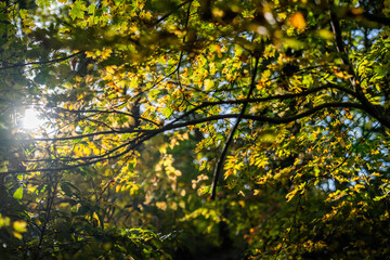 Sunlight Filtered through Yellow-Green Itayakaede Leaves in Early Autumn Forest