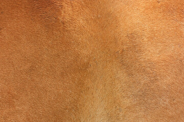 Close up of a brown horse fur texture in soft natural light