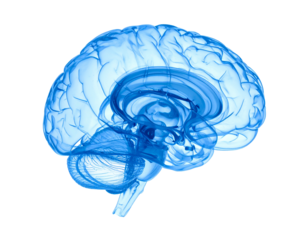 A side view of a translucent, detailed human brain, glowing blue against black