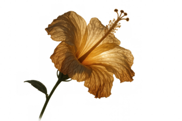 Hibiscus flower withering, showing decay and fragility, backlit studio shot, transparent background