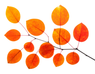 Autumn leaves, various orange hues, connected to thin, dark branches