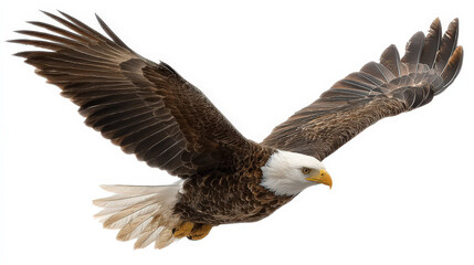Fototapeta premium Majestic bald eagle soaring with wings spread wide against a clean white background