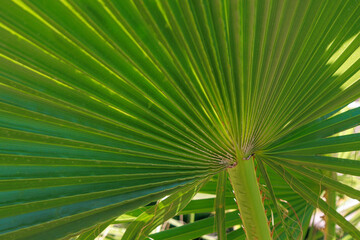 Palm leaves background. Green leaves wallpaper. Exotic jungle foliage. Leaves tropical greenery....