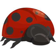 Cartoon Ladybug Insect Isolated On White Background With Black Spots And Red Shell Detailed Close Up View
