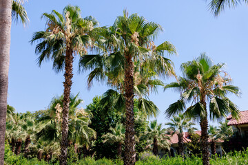 Fototapeta premium Tall palm trees rise against the blue sky, creating a striking contrast between the tropical vegetation and the bright blue sky.