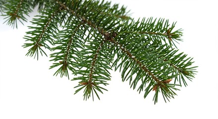 Obraz premium Green fir tree branch with ice crystals on a white background