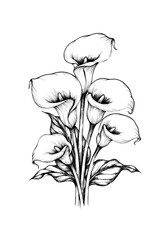 Elegant Hand Drawn Calla Lily Flowers | Vintage Botanical Floral Illustration | Black and White Art