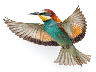 Fototapeta premium A colorful european bee eater bird in flight with wings spread wide against a white background