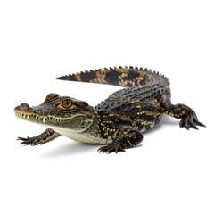 Dwarf Caiman on White Background - A Detailed Portrait.