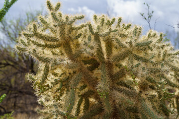 Backlit photo of cholla cactus spikes in the Arizona desert