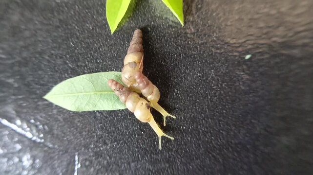 Several small snails are walking on the floor.