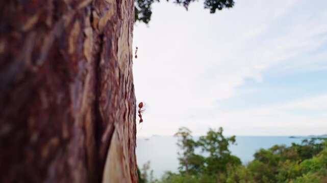 Macro View of Ant on Tree Bark with Ocean Horizon and Green Trees Behind, Natural Light and Soft Blur, Exploration in Nature Concept