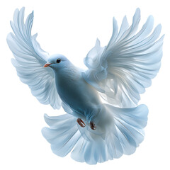 Obraz premium White bird in flight spiritual symbol