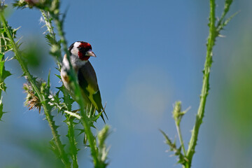 Stieglitz // Goldfinch (Carduelis carduelis)