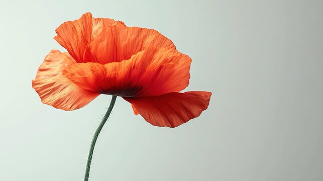 虞美人草」の写真素材 | 287,162件の無料イラスト画像 | Adobe Stock